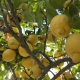 Balsam Crema Limón y Laurel